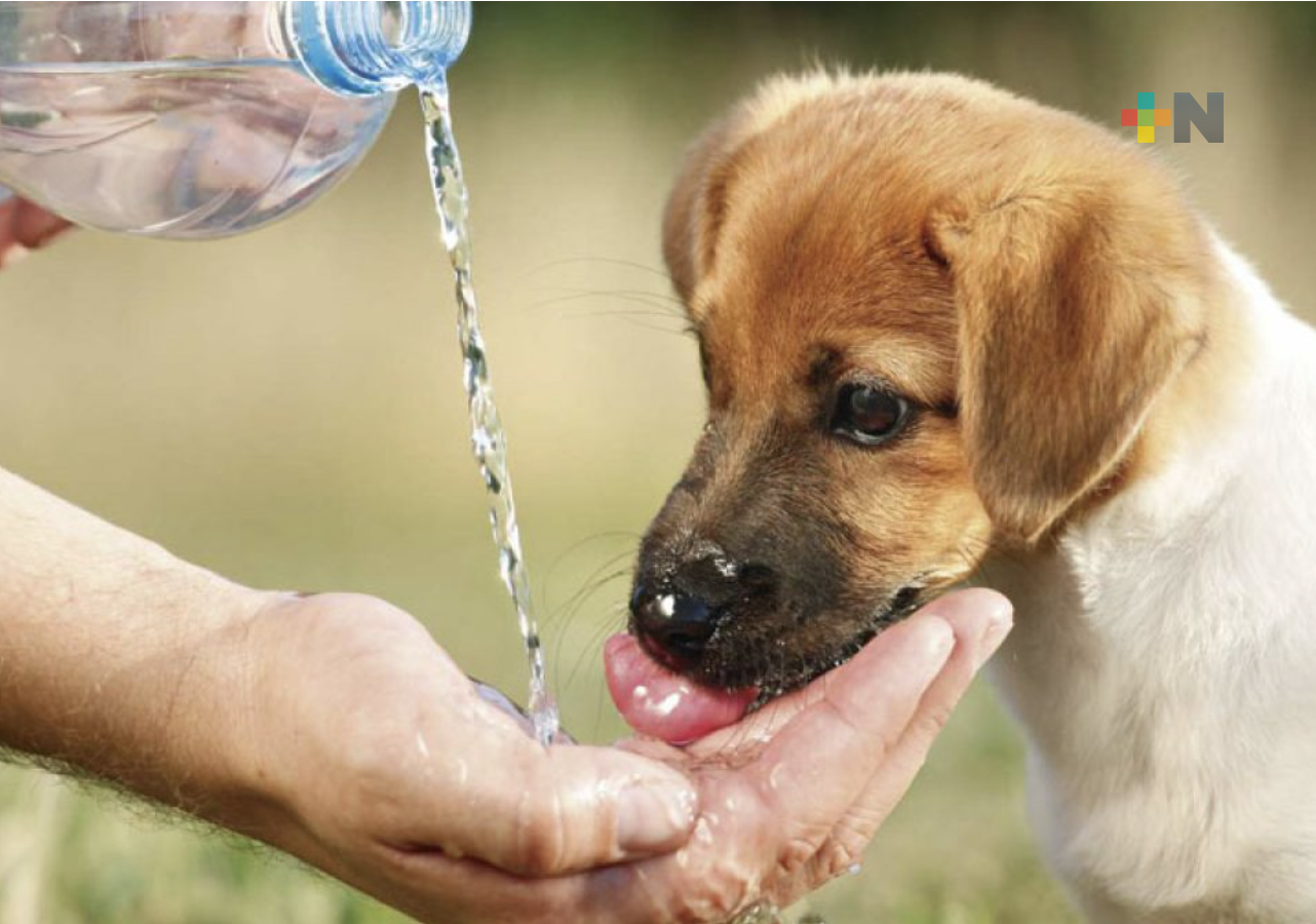 Ola de calor persiste en gran parte del territorio veracruzano